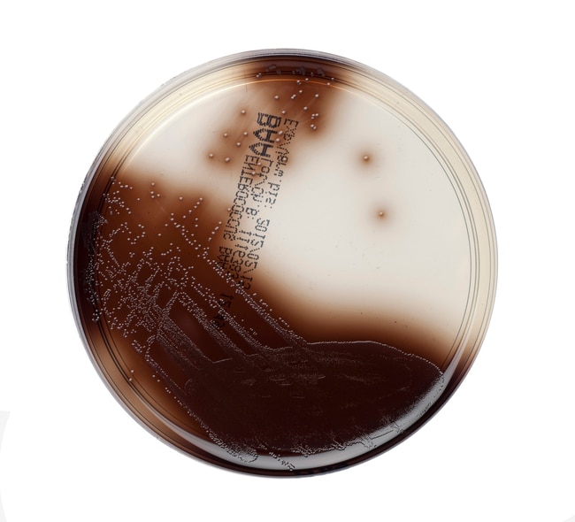 ENTEROCOCCUS-SELEKTIVNAEHRBODEN(BAA) (VE